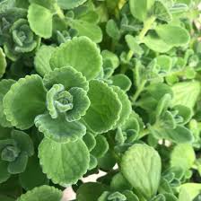 Image result for Plectranthus guruensis