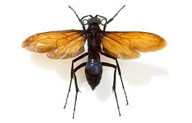 The Most Painful Wasp Sting In The World Explained Natural History Museum