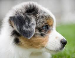 Quality dog fences from standard grade to maximum grade systems. Aussie Shepard Puppies Cute Puppies Photo 41530434 Fanpop Page 4