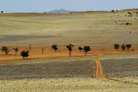 Image result for Phaeoptilum spinosum