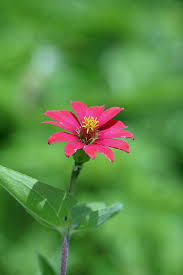 Image result for Zinnia peruviana