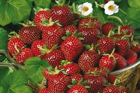 Rosen düngen rosen im frühjahr organisch düngen video. Erdbeeren Dungen Erdbeeren Ratgeber Garten Schluter