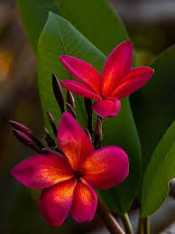 Pin On Gardening