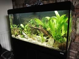 200 Litre Fluval Roma Tank Aquario Plantado Aquarismo Aquarios