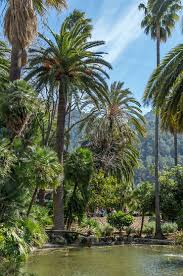 Auf dem weg nach sóller und 17 kilometer von palma entfernt, befinden sich die gärten los jardines de alfabia , ein beispiel eines mallorquinischen. Garten Von Alfabia Auf Mallorca Ausflug Tipp Bei Soller Mallorca Reisen Mallorca Ausfluge Mallorca Urlaub