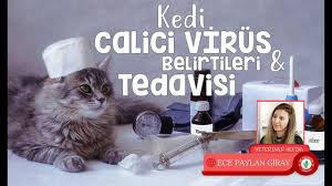 Yavru Kedi Goz Akintisi Yavru Kedi Nezle Kedi Calicivirus Veteriner Hekim Ece Paylan Youtube