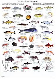 Hawaiian Fish Names List View Entire Poster Pet Fish