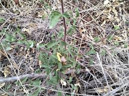 Image result for Commiphora africana