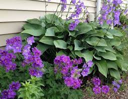 Perreni Gardens Blue Belle Belle Flower Perreni Geraniums Flower Flowers Perennials Perennials Winter Flowers