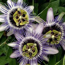 Passiflora Damsel S Delight Passion Flower Draycott Nurseries Landscape Sales Ltd