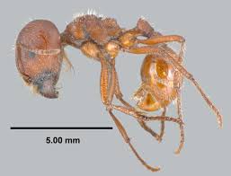 Image result for Pogonospermum subsessile