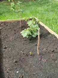 It is in the nature of raspberry plants to send up new growth as suckers or basal shoots from below the ground. Are My Raspberry Canes Dead Bbc Gardeners World Magazine