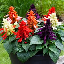 Image result for Salvia