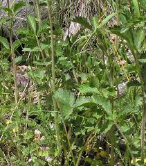 Image result for Drypetes arguta