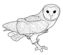 Our barn owl colouring pages are free to download for personal or educational use, but if you are able to help support us by making a donation that would be great. Barn Owl Coloring Pages Coloring Pages Amp Pictures Owl Coloring Pages Bird Coloring Pages Barn Owl