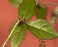 Image result for Cyphostemma subciliatum