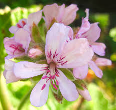 Image result for Pelargonium grossularioides