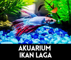 Saat ini memilih untuk merintis usaha sendiri menjadi hal ada dua cara mendapatkan benih ikan lele yang berkualitas yaitu dengan langsung membeli benih cara yang satu ini sangat umum dilakukan para peternak lele yang mau di repotkan membuat benih. Ikan Laga Info Ikan Laga Ikan Hiasan Terkini