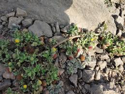 Image result for Grangea zambesiaca