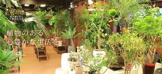 人気の観葉植物なら東京都内最大級の専門店 ワールドガーデン