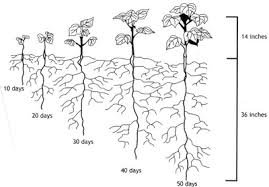 Advancing Cotton Educationgrowth And Development Of A Cotton