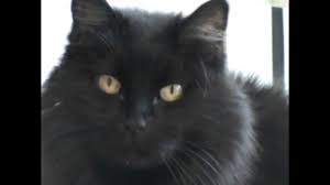 Brought into the alberta animal services on july 14, 2021, at approximately 4:30pm. Lucille Domestic Long Hair Black Youtube