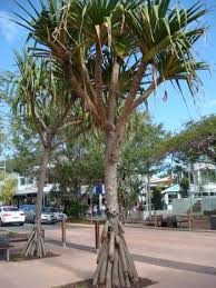 Image result for Pandanus