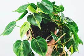 Indoor plant low light cold. 20 Indoor Plants That Thrive On Low Light