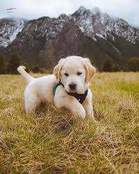 Mendana Haydar Adli Kullanicinin Puppies Panosundaki Pin 2020 Yavru Kopek Sevimli Kopek Yavrulari Golden Retriever