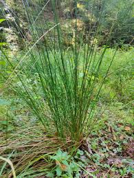 Image result for Juncus