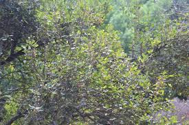 Image result for Aphloia theiformis