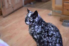 Similar to the magpie with random black spotting, but with a black tail as well. 19 Year Old Black Cat Turns Into A Marble Beauty Most Likely Due To A Rare Skin Condition Bored Panda