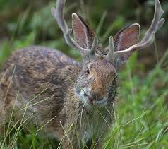 Jackalope rabbit logo jackalope rabbit minimal line logo. Wildlife Profile The Jackalope Nevada Trivia