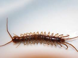 Black And Yellow Millipede North Carolina North Carolina Archives Page 2 Of 3 Massey Services Inc