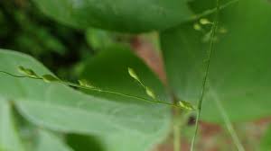 Image result for Urochloa deflexa