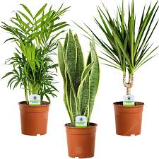 R/houseplants is surprisingly all about houseplants. Indoor Plant Mix 3 Plants House Office Live Potted Pot Plant Tree Mix D 5051645005696 Ebay