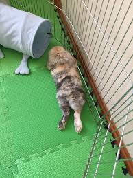 Can Sayilir Adli Kullanicinin Tostos Holland Lop Panosundaki Pin