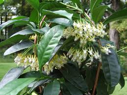 Image result for hoya multiflora
