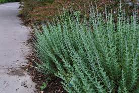 Maybe you would like to learn more about one of these? Perovskia Blue Spire Emerald Plants