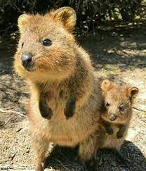 quokka every hour on twitter cute baby animals cute animals quokka animal