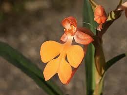 Image result for Habenaria dregeana