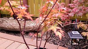 Japanese maple trees have few pest or disease issues that require frequent tree service, further adding to their appeal. Japanese Maple Acer Tree Disease Problem Part 1 Of 2 Youtube