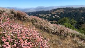 Image result for Smithia erubescens