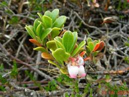 Image result for Buchnera chimanimaniensis