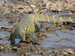 Beberapa mesjid berikut masuk dalam 11 mesjid terbesar dan terindah di dunia, apa saja? 6 Spesis Biawak Paling Besar Dan Panjang Di Dunia Iluminasi