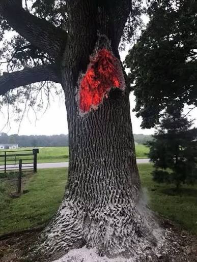 trees will occasionally be hit directly by lightning, causing the tree to burn from the inside or even sometimes just outright explode the tree doesn't burn the way you would think a