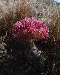 Image result for Boophone disticha