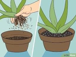 枯れそうなアロエベラを復活させる 3つの方法 Wikihow