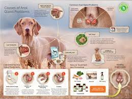 But in the case of cancerous growths, the cancer is found in parts of the bladder from where it is difficult to remove due to the fact that bladder cancer is the symptoms of liver cancer in dogs and cats usually indicate the prevalence. Anal Gland Abscess Rupture Infection And Swelling Dr Peter Dobias