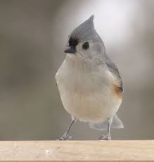 Ohio Bird Red Head Brown Body Ohio Bird In Winter Titmouse Backyard Birds Ohio Birds Pretty Birds